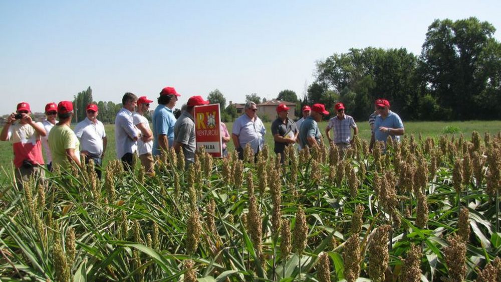 Più sorgo nei campi: Si adatta al clima pazzo